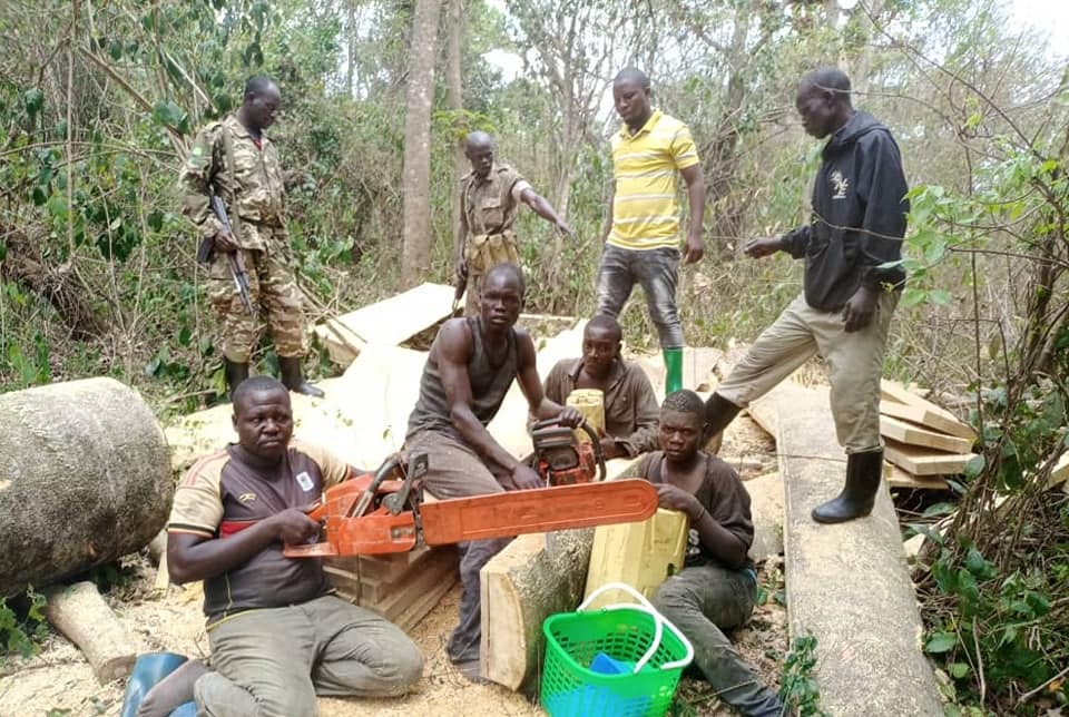 Active loggers in zoka forest central reserve. Friends of Zoka